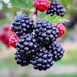 Arapaho BlackBerry Plants Live Starter Size, BlackBerry Bushes Cold Hardy for Planting Outdoor, Fast-Growing