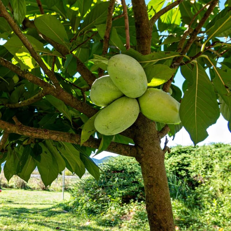 Dormant Pawpaw Tree Live Plant, Hardy Fruit Tree for Small Gardens or Patios, Paw Paw Tree 8-12 Inches