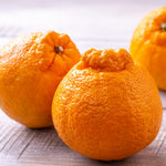 Large Sweet Mandarin Tree Live Plant, Citrus Fruit Tree in 1 Gallon Pot, Suitable for Patio or Outdoor Garden Planting