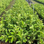 Pink Guava Fruit Tree, 10 to 14 Inches Tall, Tropical Guava Tree Plant for Garden or Patio, Well-Rooted, No Pot