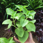 Set 3 Green Cuban Oregano Plants Live Mexican Mint Plant, Spanish Thyme Starter Plants from 4 Inc in Height, Fragrant Herb Well Rooted