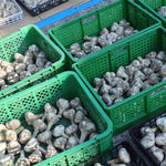 1 Pound Garlic for Planting in Spring Softneck, 5-6 Large Garlic Bulbs for Planting, Fresh and High Yield Bulb Variety Pack, Hardy and Fast Growing