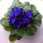 Blue African Violet Plant Live, 4 Inch Pot, Indoor Flowering Plant