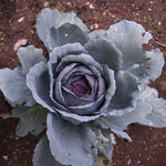2 Pots Red Purple Cabbage Plants, 4 Inch Pot Cabbage Plants Live for Planting Indoor Outdoor Home Garden, Containers, Live Vegetables Plant