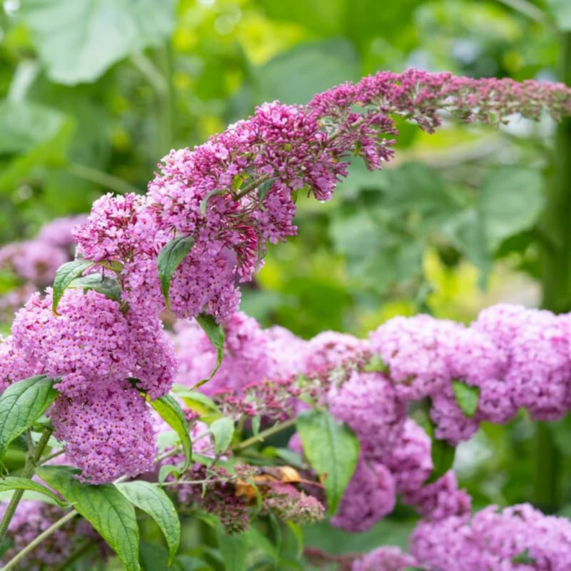 Butterfly Bush Plant Live, Perennial Buddleia Bushes Ready to Grow Outdoor 4-8 Inches (Pink Buddleia)