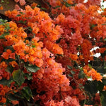 Set 2 Orange Bougainvillea Plants Live, Flowering Bougainvillea Vine 4-8 Inches Tall, Climbing Plant for Outdoor Garden and Trellis