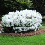 White Azalea Plants Live Tree for Outdoor Growing, 9 Months Old Starter Size, Azaleas Rhododendron Flower Vibrant Color Spring Planting
