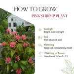 Pink Shrimp Plant Live, Live Shrimp Shrubs Plant, 5-7 Inches Tall, Easy Care Houseplant, Fragrant Blooms, Indoor Outdoor Growing