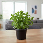Peppermint Plant Live in 4'' Pot, Mint Herb Plants for Culinary and Garden Growing, Perennial Herbs
