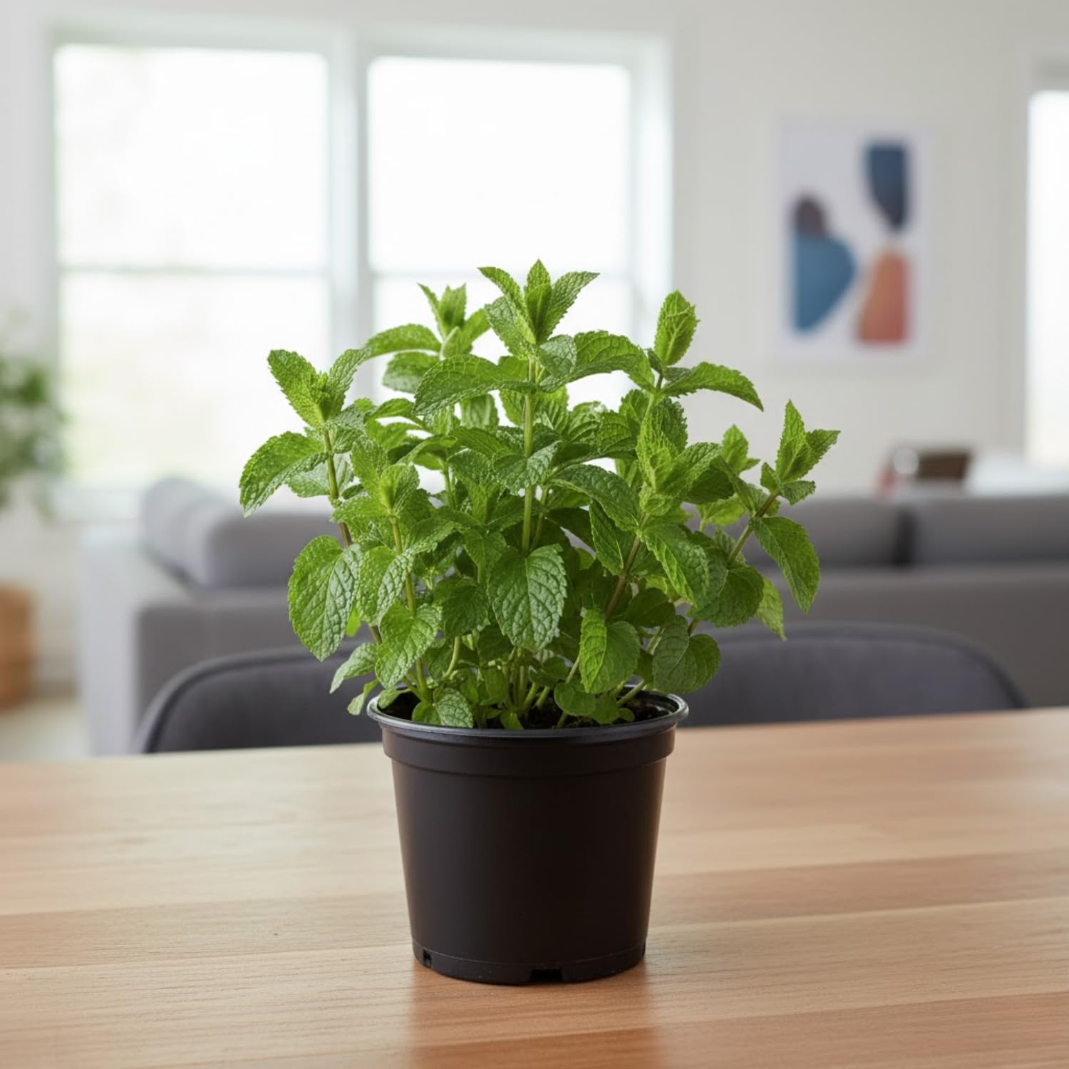 Peppermint Plant Live in 4'' Pot, Mint Herb Plants for Culinary and Garden Growing, Perennial Herbs
