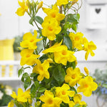 Yellow Dipladenia Live Plant, Tropical Flowering Vine Trailing Plants, 4 to 9 Inch Tall
