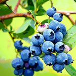1 Blueberry Bush Live Plant 5 to 9 Inch Tall, Blueberry Plant Live for Planting, Sweet Blueberries Fruit Tree Live Plant (Sharpblue Blueberry)