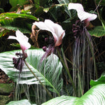 White Bat Tacca Plant in 4 Inch Pot, Indoor Plant with White Flowers, Perfect for Houseplant