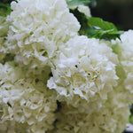 2 Japanese Snowball Viburnum Bush Plants Live Bare Roots, Hardy Viburnum Snowball Plant Live Bush, 1-2 Feet Tall for Gardening