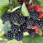 2 BlackBerry Plants Live for Planting, 4 to 8 Inch Height, BlackBerry Bush Live Plant, Sweet Blackberries Fruit Seedlings (Sweet Pie BlackBerry)