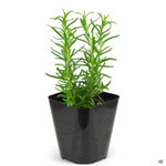 2 Upright Rosemary Plants Live Size 5-9" Fast Growing, Fragrant Rosemary Live Plant Herb Plant for Indoor, Outdoor Garden