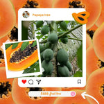 Papaya Tree Live Plant in 4'' Pot, 5–10 inch Tall, Tropical Fruit Tree for Outdoor Garden