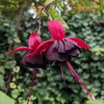 2 Black Fuchsia Live Plants 4-7'' Tall, Hardy Hanging Basket Flower Plant, Shade Loving Blooming Fuchsia Starter Plants