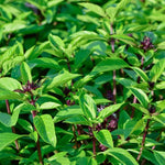 Thai Basil Plant in 4 Inch Pot - 4-6 Inch Tall Herb Plants