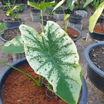 Set 2 Variegated White Colocasia Elephant Ear Plants Live 4–7 Inches Tall, Tropical Foliage Plants for Outdoor Garden, Large Leaf Plants for Patio, Containers or Landscape