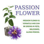 Pack 2 Passion Flower Plants, Dark Purple Passiflora Vine Flowering Plant 4-7 Inch Tall, Indoor Outdoor Planting