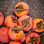 4 Persimmon Fruit Tree, 12-24 Inches Tall Bareroots, Well-Rooted Persimmon Tree for Garden or Orchard, Dormant No Leaves