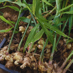 Live Ginger Plants, 2 Ginger Plants Live, 4 to 6 Inches Tall,Ginger Live Plants, Ginger Well Rooted, Ginger Starter Plants for Growing Outdoors Indoors