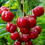 2 Live Acerola Barbados Cherry Trees, 5-10 Inch Tall Fruit Plants for Ornamental Garden, No Pot, Spring Planting