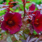 2 Hardy Hibiscus Plants Live, Cranberry Hibiscus Flowers Plants, 4 to 7 Inches in Height