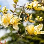 Magnolia Tree Live Plant 6 to 12 Inch Height, Fragrant Magnolia Plant Live to Grow, Magnolia Bush Flowers (Yellow Magnolia)