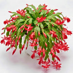 4 Christmas Cactus Plants Live, 5-9 Inch Tall (Red)