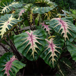 Colocasia Elephant Ears Live Plant, Alocasia Plant, Esculenta Taro Live Houseplant, 5-7 Inc Tall (Green Pink Leaf)