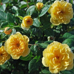 Rose Bush Live Plant, Heirloom Rose Plant Live for Planting, 5-8 Inch Height, Reblooming Shrub (Yellow Rose)