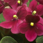 Red African Violet Plant Live, Red Violet Flower, 3-5 Inches Tall