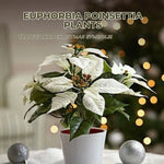 2 Multi Varieties Poinsettia Plants Live, Random Poinsettia Flowers for Holiday Christmas Gift, Decoration Houseplant 5-10" in Tall, No Pot