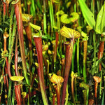 Hybrid Nepenthes Pitcher Plant Live in Pot, Pond Plant, Exotic Tropical for Indoor Outdoor Décor, Easy to Grow, Rare Variety, 7 Months Old
