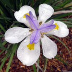 Set 3 African Iris Plants Live, African Iris Plant, 3-5 Inc Tall, Perennial Flowers for Indoor Outdoor Growing