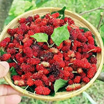Set of 2 Red Mulberry Trees Live Plants, Starter 4-6 Inches Tall, No Pot, Mulberry Bush Fruit for Outdoor Growing, Cold Hardy