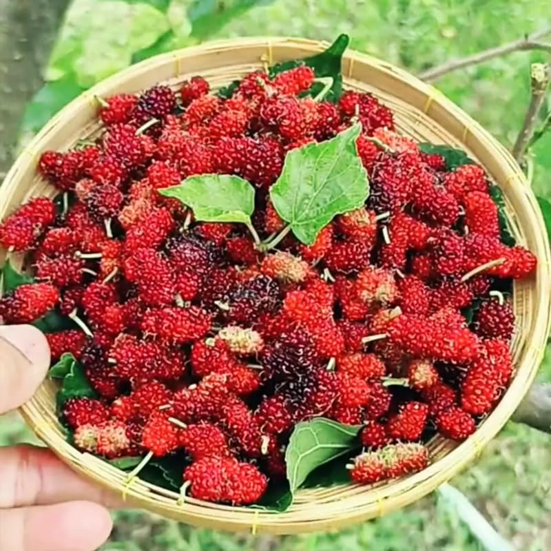 Set of 2 Red Mulberry Trees Live Plants, Starter 4-6 Inches Tall, No Pot, Mulberry Bush Fruit for Outdoor Growing, Cold Hardy