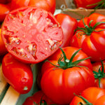 2 Beefsteak Tomato Plants, 6-8 Inc Tall, Live Tomato Plants for Planting