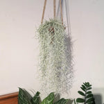 Fresh Spanish Moss Live Air Plant Decorative Garden Craft Basket, 1 Clump 10" Long, Tillandsia Air Plants