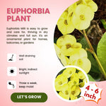 2 Euphorbia Milii Yellow Crown of Thorns Plant Live, Cold Hardy Succulent Houseplant 4-7" Tall with Constant Blooms
