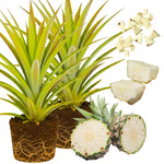 Set of 2 Sugarloaf Pineapple Live Plants, 4-6" Tropical Pineapple Plants for Indoor Outdoor Growing, Patio Container Garden, No Pot, Fast-Growing