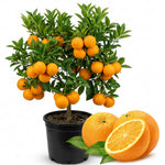 Orange Live Plant in 1 Gallon Pot, 1-2 Ft Tall Live Sweet Orange Citrus Fruit Tree Plant for Patio, Container or Outdoor Growing