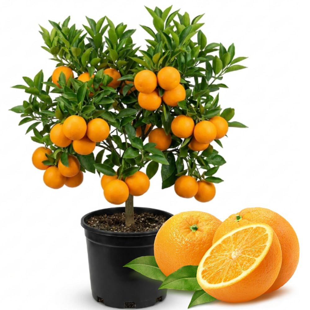Orange Live Plant in 1 Gallon Pot, 1-2 Ft Tall Live Sweet Orange Citrus Fruit Tree Plant for Patio, Container or Outdoor Growing