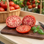 Set 2 Tomato Plants, Better Boy Tomato Plants Live, 4-6 Inc Tall, High Yield Vegetable for Raised Beds, Containers and Outdoor Garden