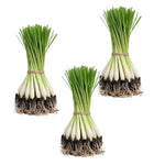 Set 20 Big Lemongrass Plants Live Fully Rooted for Planting, Lemon Grass Live Plants, Fresh Rooted Lemongrass Stalks for Planting Outdoors