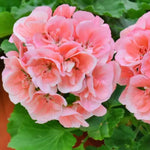 Live Geranium Plants, 3 Salmon Geranium Flower Plants Gernanium Plant Live, 5 to 8 Inches in Height