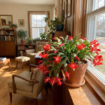 Red Easter Cactus Plant Live 4-6 Inches, Vibrant Spring Bloomer for Indoor Decor, Patio Pots, Ready to Grow
