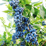 1 Blueberry Bush Live Plant 5 to 9 Inch Tall, Blueberry Plant Live for Planting, Sweet Blueberries Fruit Tree Live Plant (Misty Blueberry)